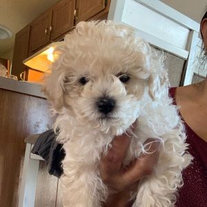 Meet your Posher, Lupe